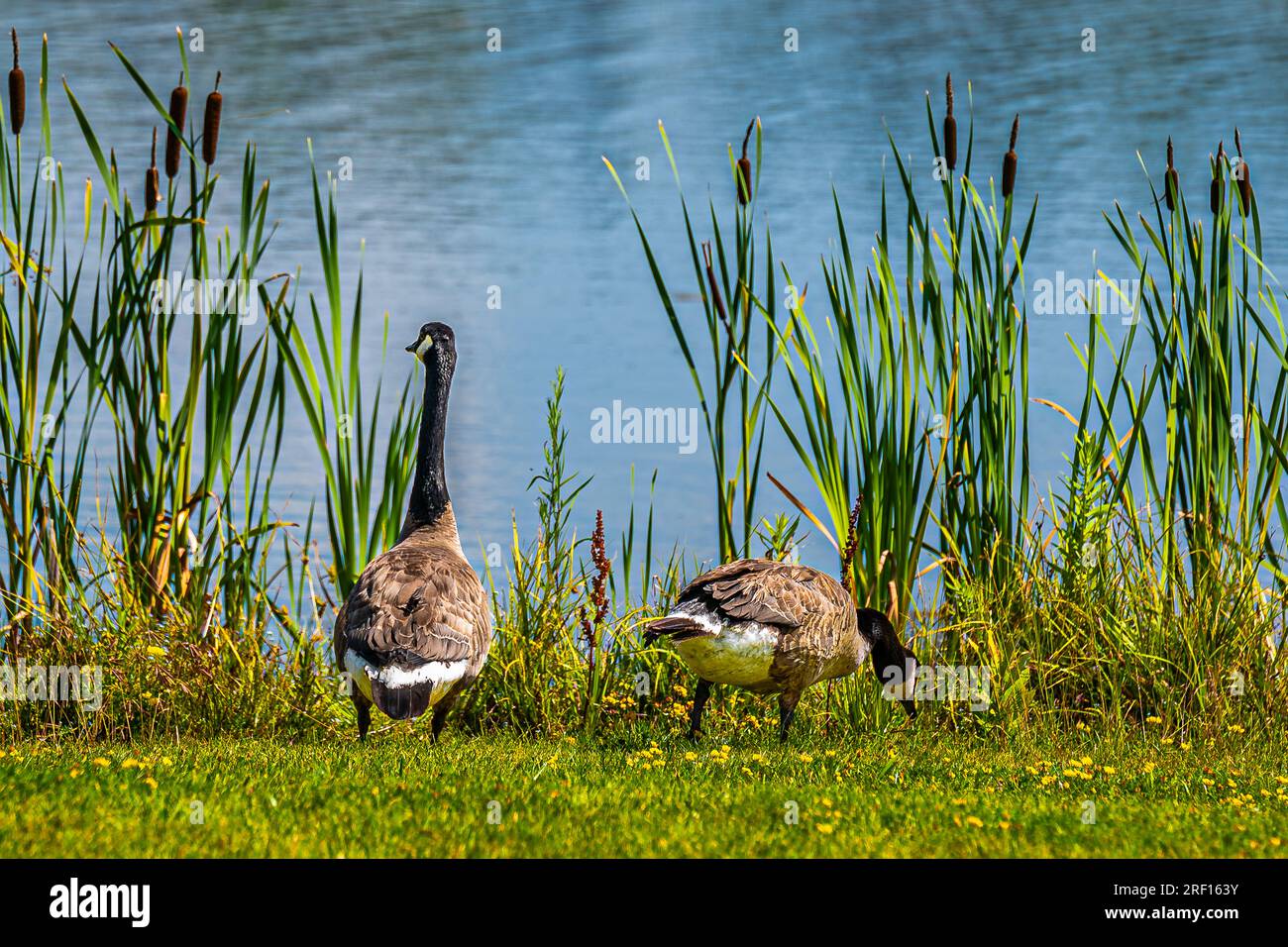 Canadian Goose (Branta canadensis), these geese can be found throughout Canada with a black head and neck, white cheeks, white chin, and brown body. Stock Photo