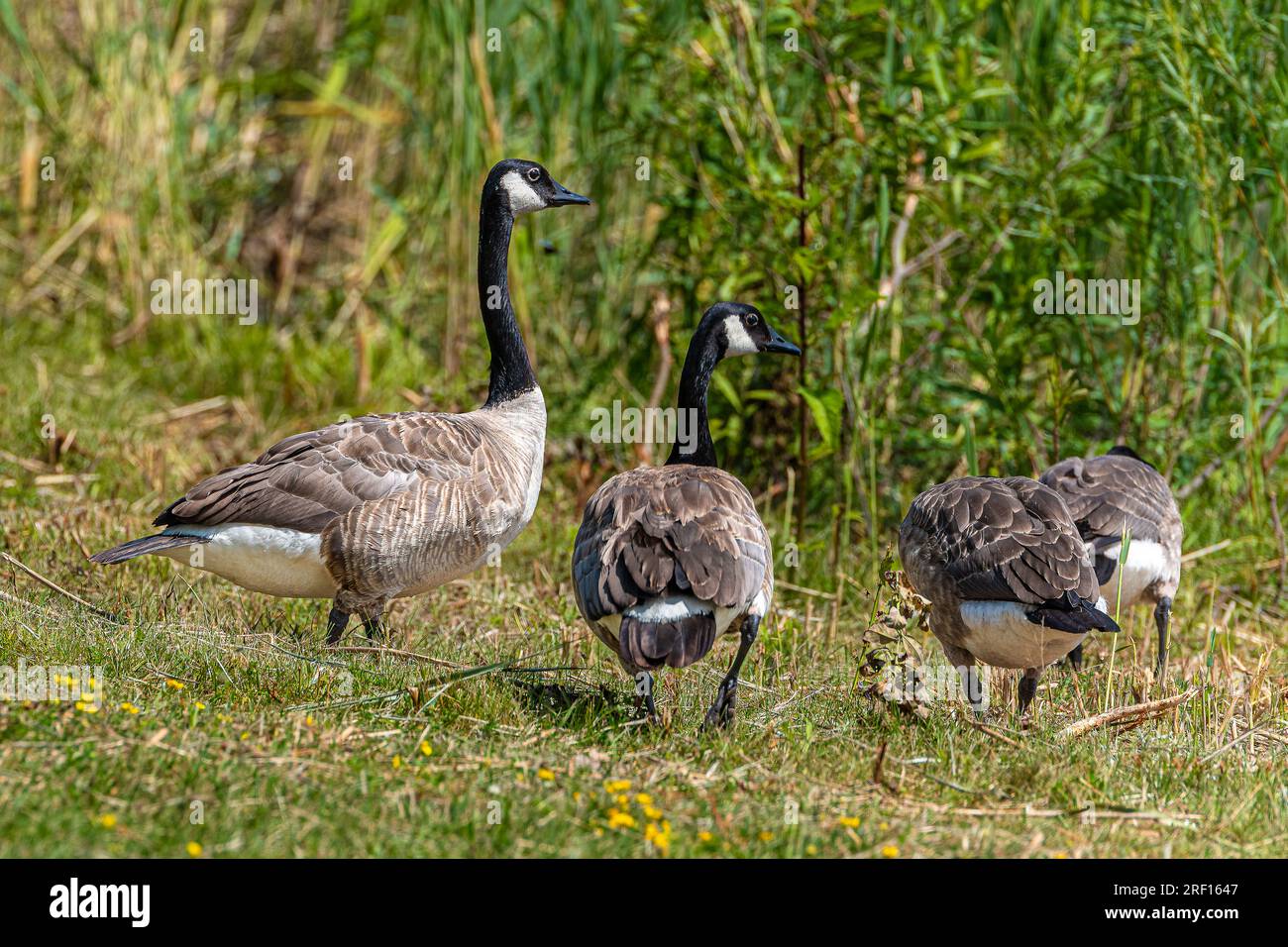 Canadian Goose (Branta canadensis), these geese can be found throughout Canada with a black head and neck, white cheeks, white chin, and brown body. Stock Photo