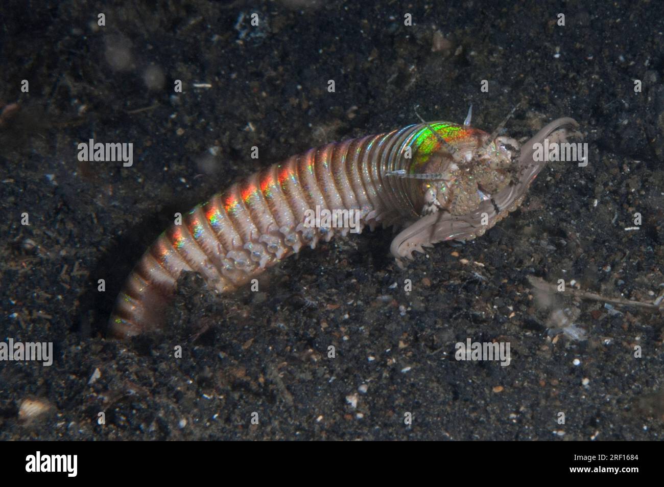 Bobbit Worm, Eunice aphroditois, partially out of hole and hunting on sand at Retak Larry dive site in Lembeh Straits in Sulawesi in Indonesia Stock Photo