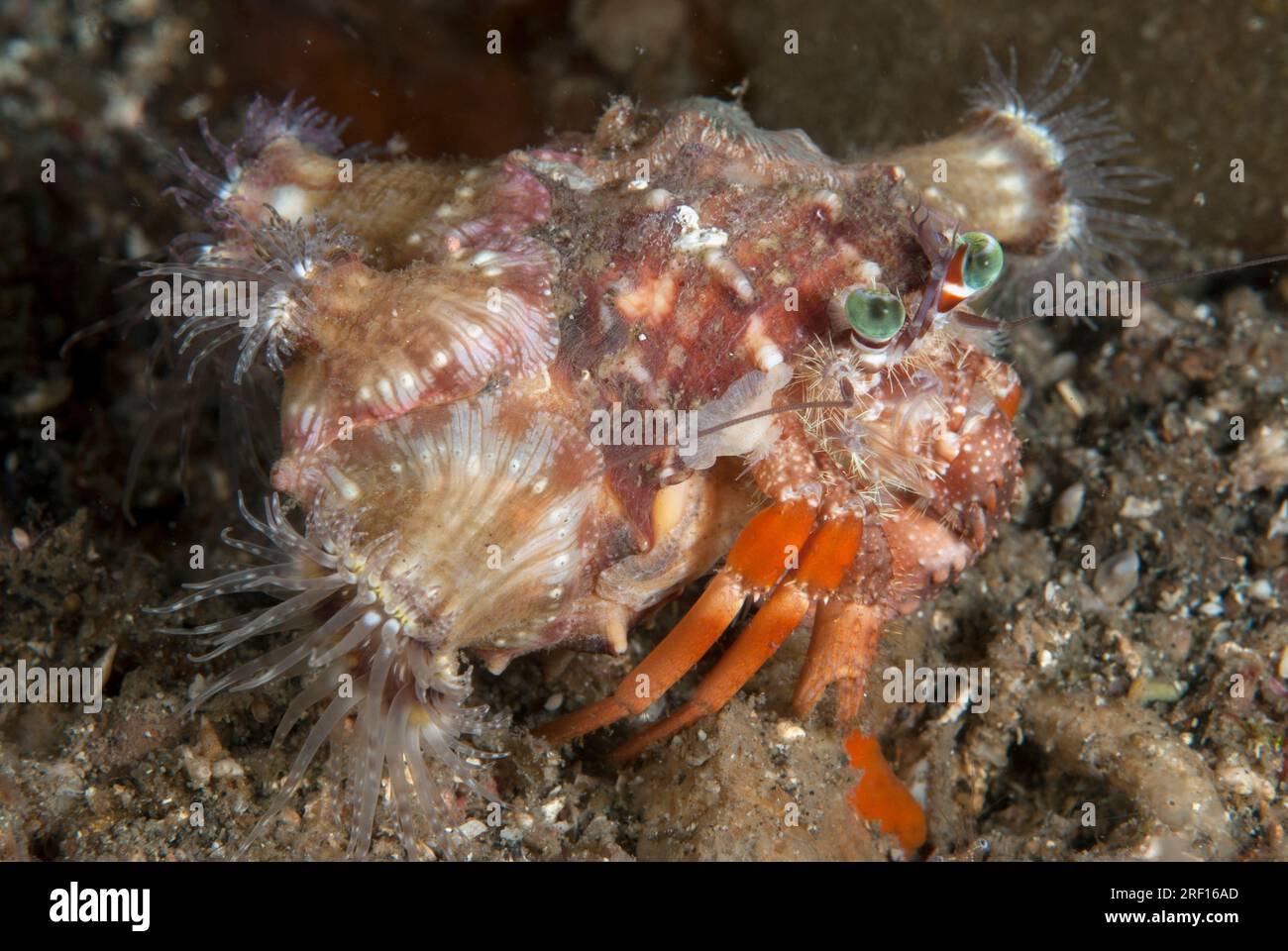 Anemone Hermit Crab, Dardanus pedunculatus, with Sea Anemones, Calliactis polypus, on shell for camouflage and protection, night dive, Nudi Falls dive Stock Photo