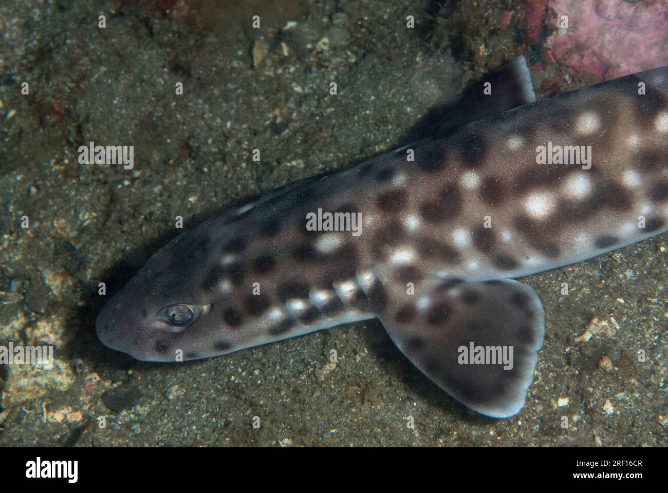 Coral Cat Shark, Atelomycterus marmoratus, classified as Near Threatened, night dive, Nudi Falls dive site, Lembeh Straits, Sulawesi, Indonesia Stock Photo