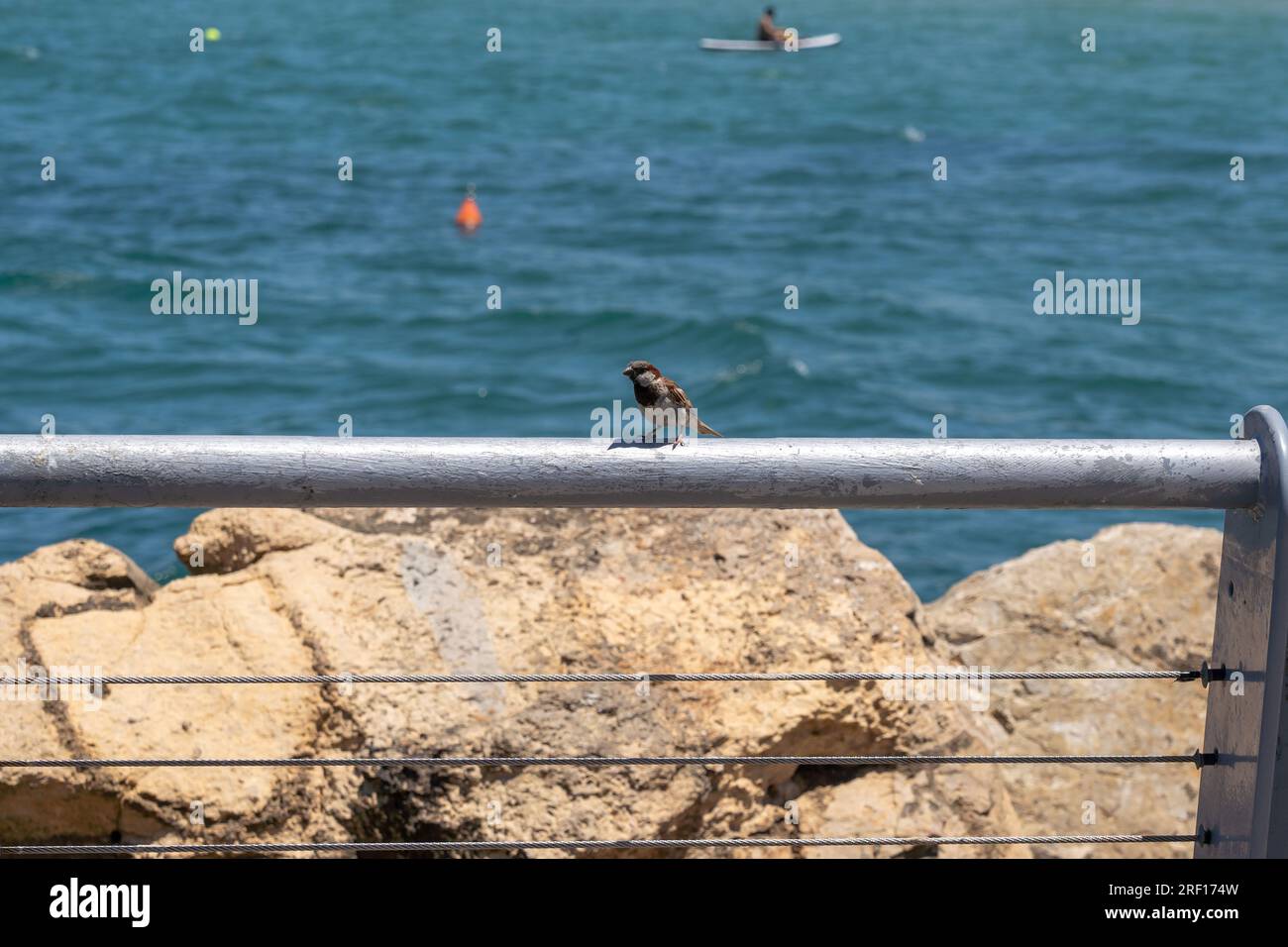 TEL AVIV, ISRAEL - JULY 21: A sparrow perched atop of railing at Tel ...