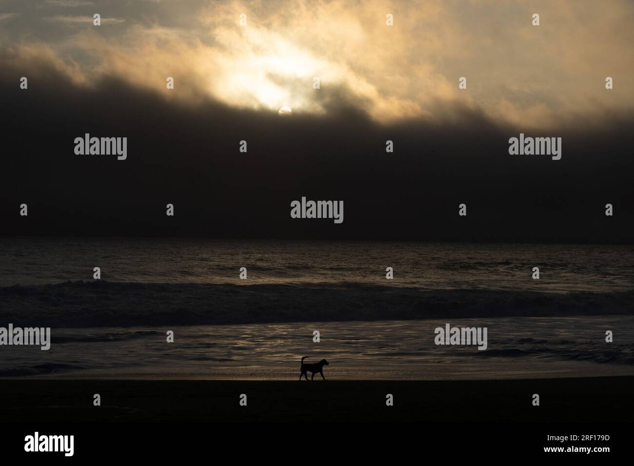 Quintay, Valparaiso, Chile. 29th July, 2023. A dog walks along the seashore at sunset in Quintay, Chile, on a winter day. (Credit Image: © Matias Basualdo/ZUMA Press Wire) EDITORIAL USAGE ONLY! Not for Commercial USAGE! Stock Photo