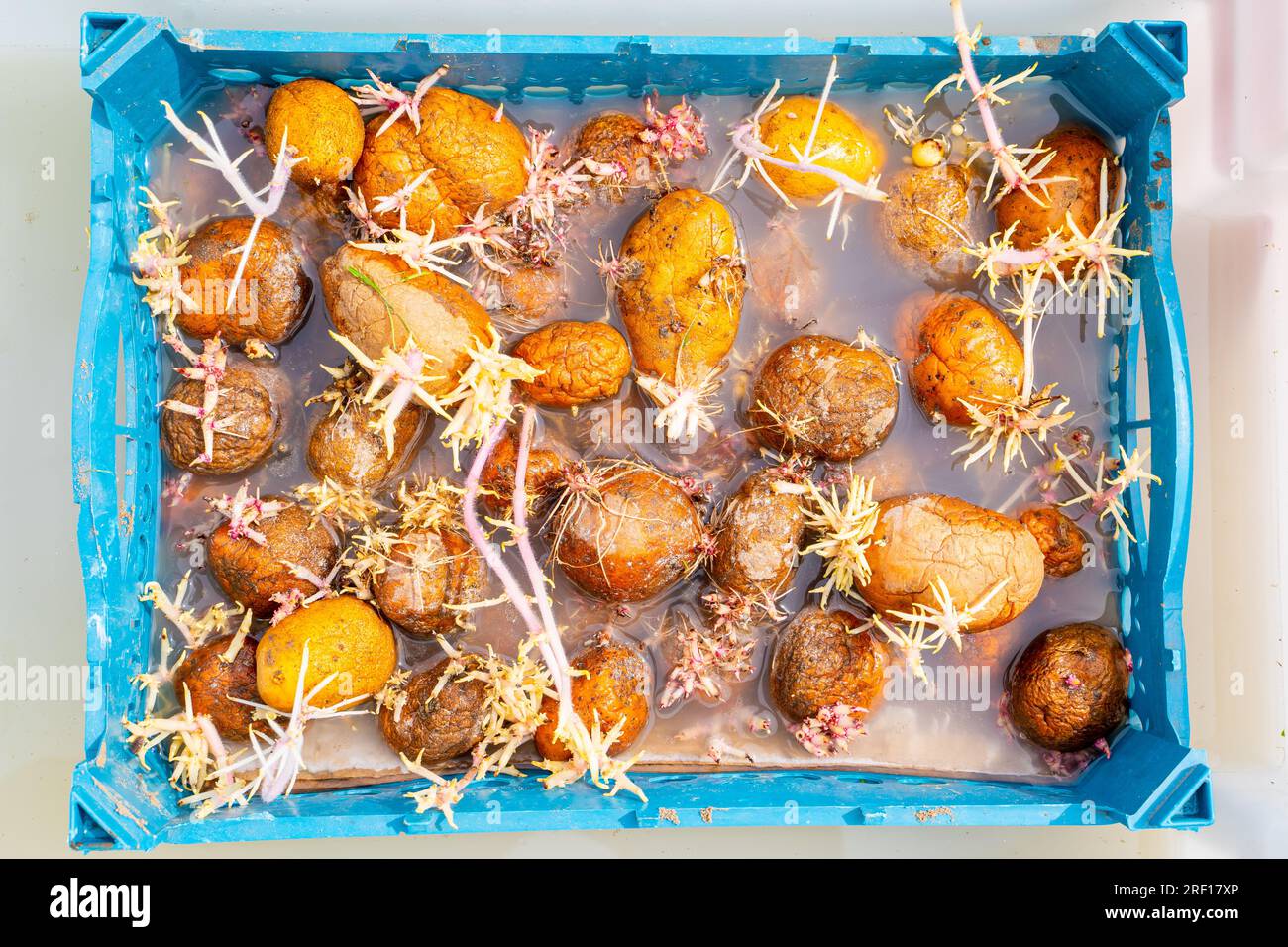 Sprouted potatoes are soaked in a disinfectant to protect against fungal diseases and pests. Preparing potato seed for planting in the garden Stock Photo