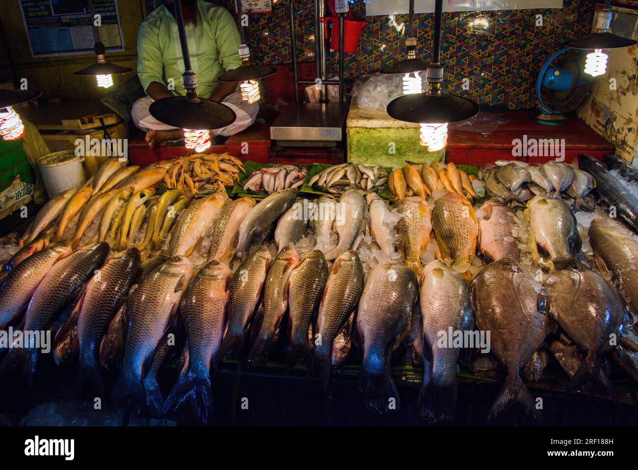 Different types of Bangladeshi fish including carp and tilapia in a