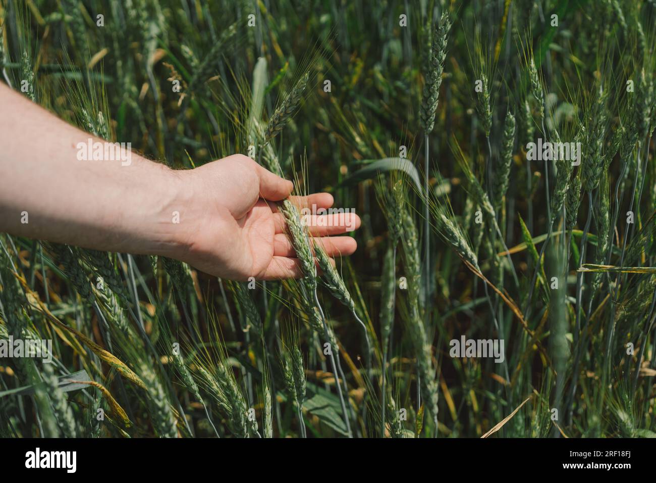 Man farmer walks through a wheat field and touching green ears Stock ...
