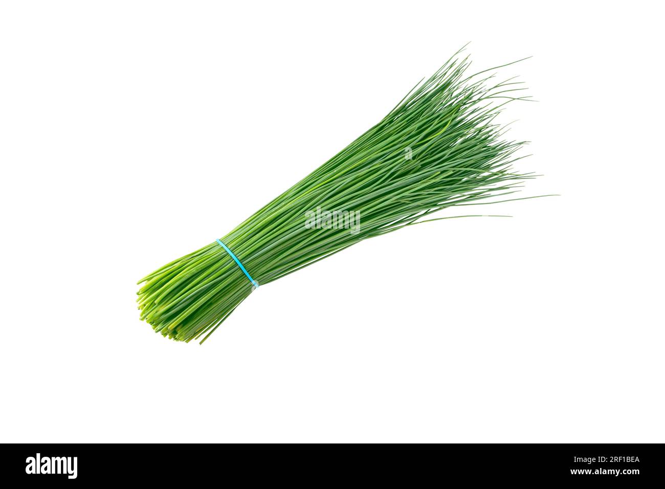 Green chives leaves vegetable bunch tied with blue rubber band isolated on white. Allium schoenoprasum. Stock Photo