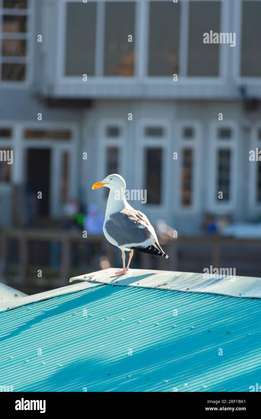 A solitary seagull surveys its urban surroundings from atop a vibrant blue roof in San Francisco, a scene blending city life with coastal wildlife. Stock Photo