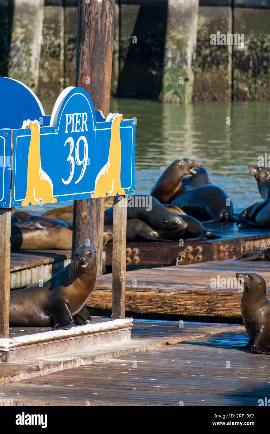 Sea lions congregate and bask in the sunshine on the docks of San Francisco's Pier 39, a hub of urban wildlife and popular sightseeing spot. Stock Photo