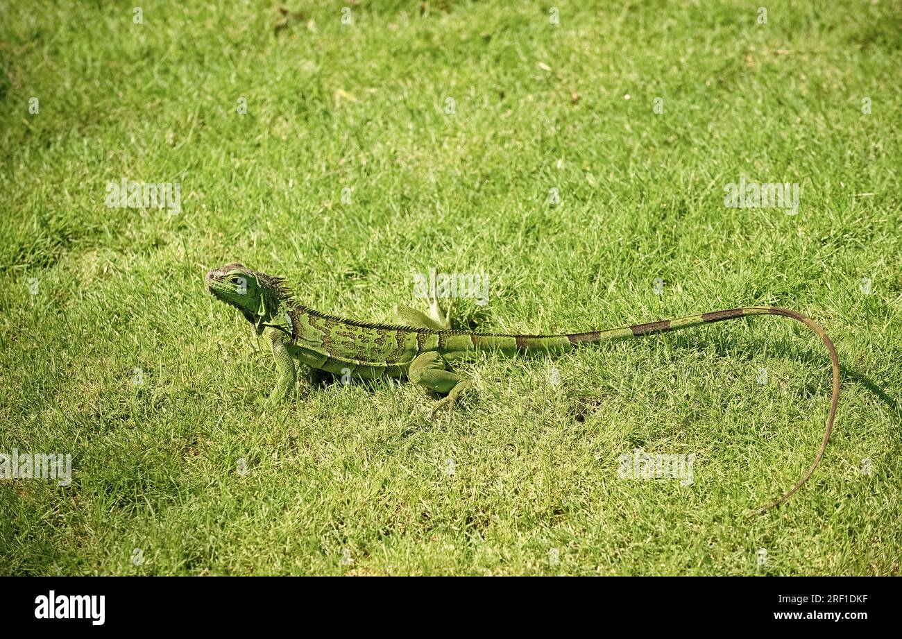 Outside Lizard green iguana lizard on grass. photo of iguana lizard reptile. iguana ...