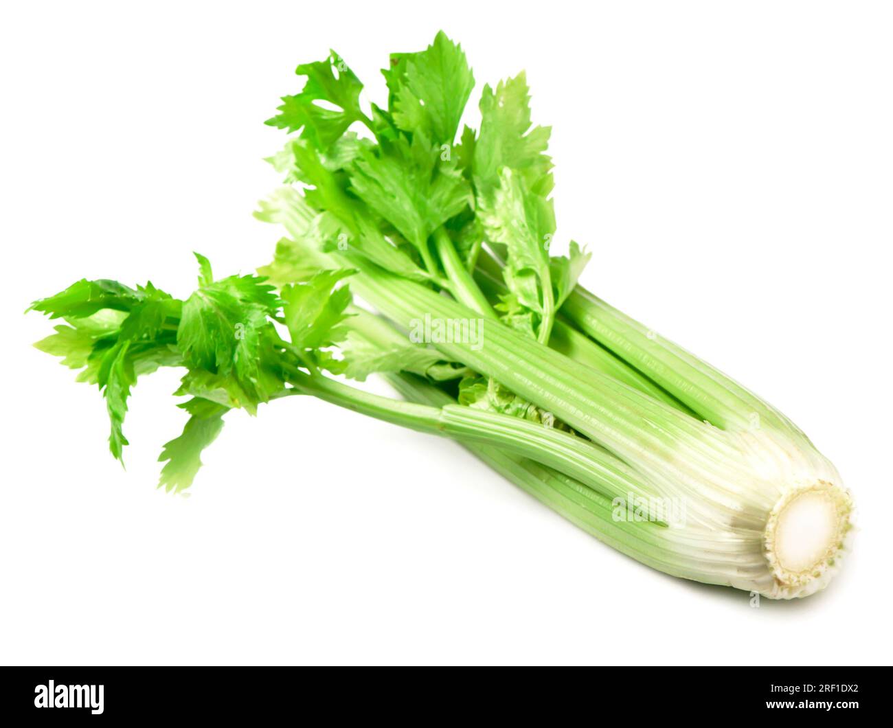 fresh leaves and stems of celery isolated on white background Stock