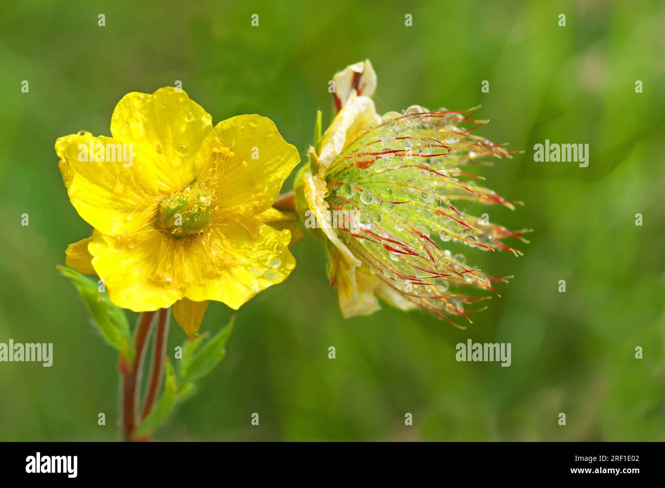 After pollination the stamen of creeping cinquefoil begin to grow to form a feathery bush that enables seeds to fly far. Geum reptans Alps Tyrol, Aust Stock Photo