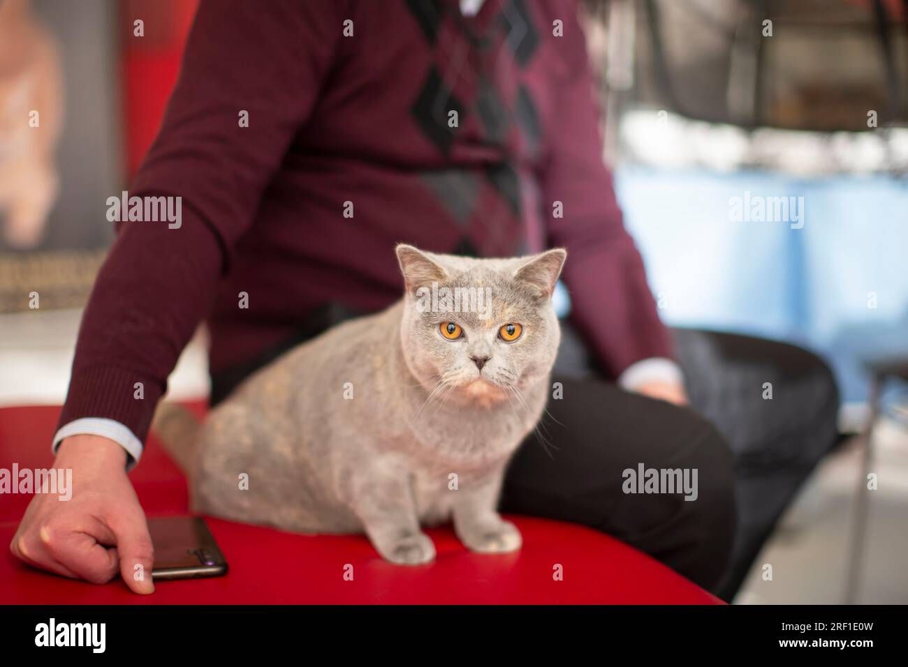  Galaxy S8 Funny Bobcat Orange Cat Short Hair Joke Sarcastic  Kitten Pun Case : Cell Phones & Accessories