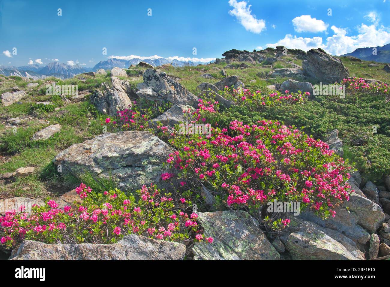 Rusty-leaved alpine rhododendrons Rhododendron ferrugineum Alps, Tirol, 2200 m, Austria Stock Photo