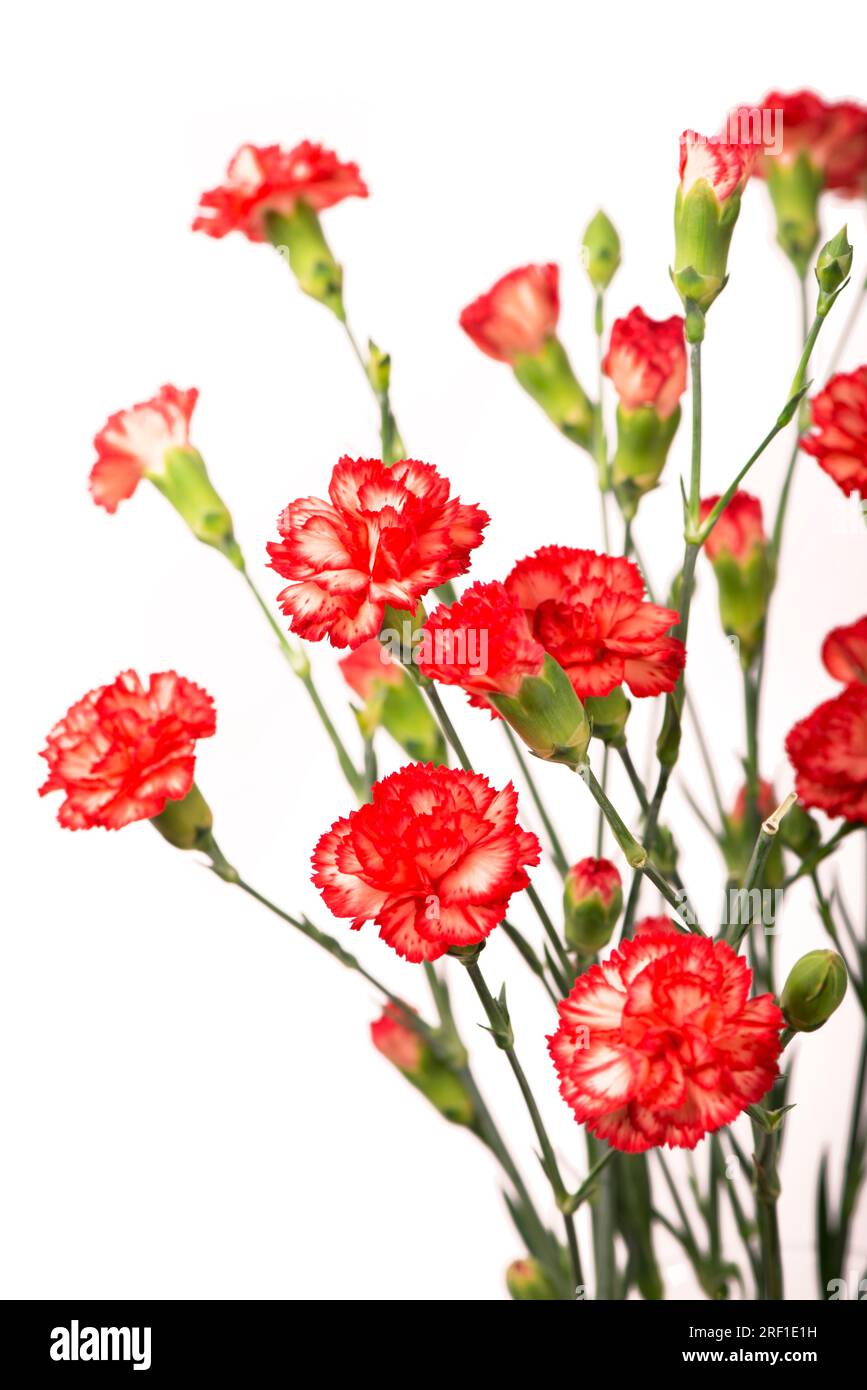 Red carnation flowers isolated on white background Stock Photo - Alamy