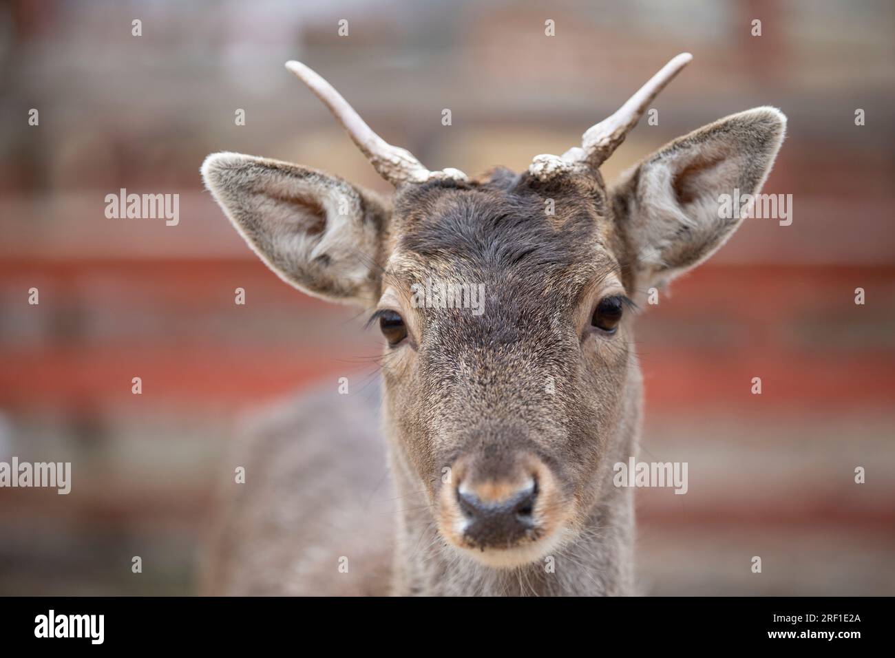 Deer muzzle online