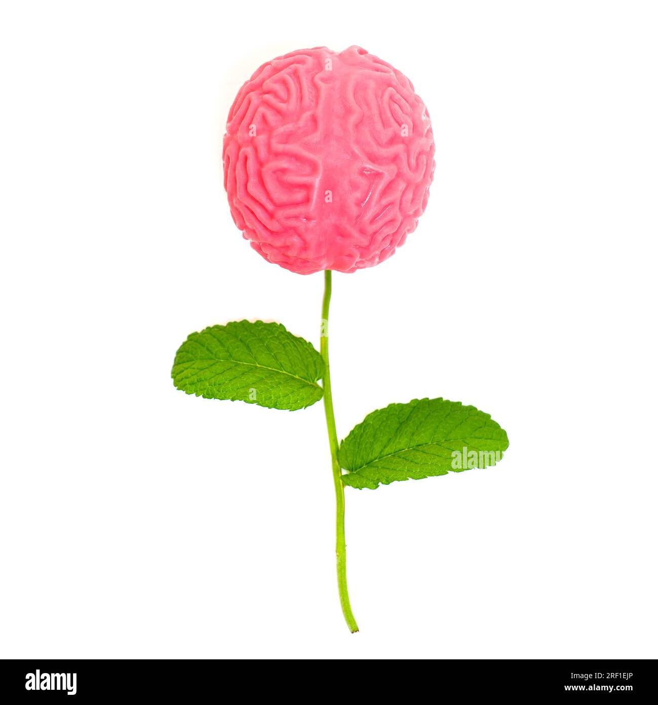 Creative flourishing mind concept: Brain flower composition made from a ...