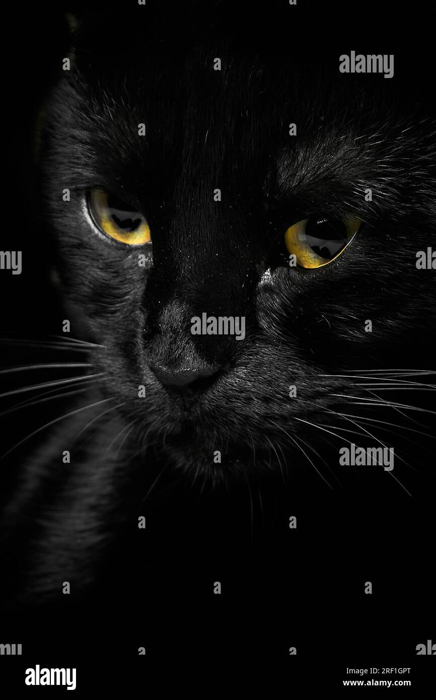 The face of a black cat with yellow eyes, close-up Stock Photo - Alamy