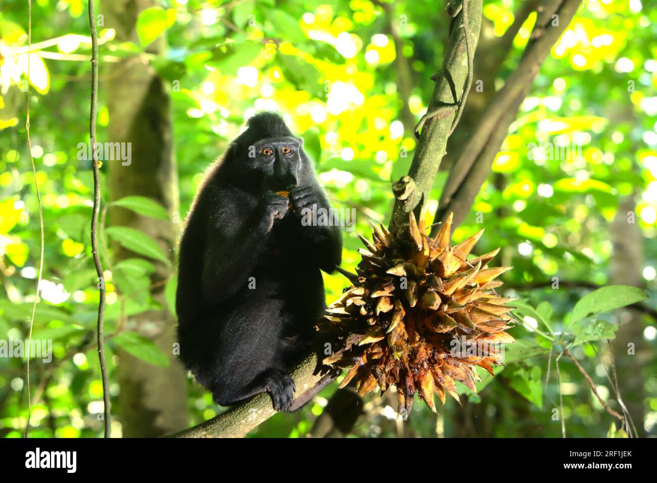A Sulawesi black-crested macaque (Macaca nigra) is eating liana fruit in Tangkoko Batuangus Nature Reserve, North Sulawesi, Indonesia. The temperature increased in Tangkoko forest, and the overall fruit abundance decreased, according to a team of scientists led by Marine Joly, as published on International Journal of Primatology in July 2023. 'Between 2012 and 2020, temperatures increased by up to 0.2 degree Celsius per year in the forest, and the overall fruit abundance decreased by 1 percent per year,” they wrote. Stock Photo