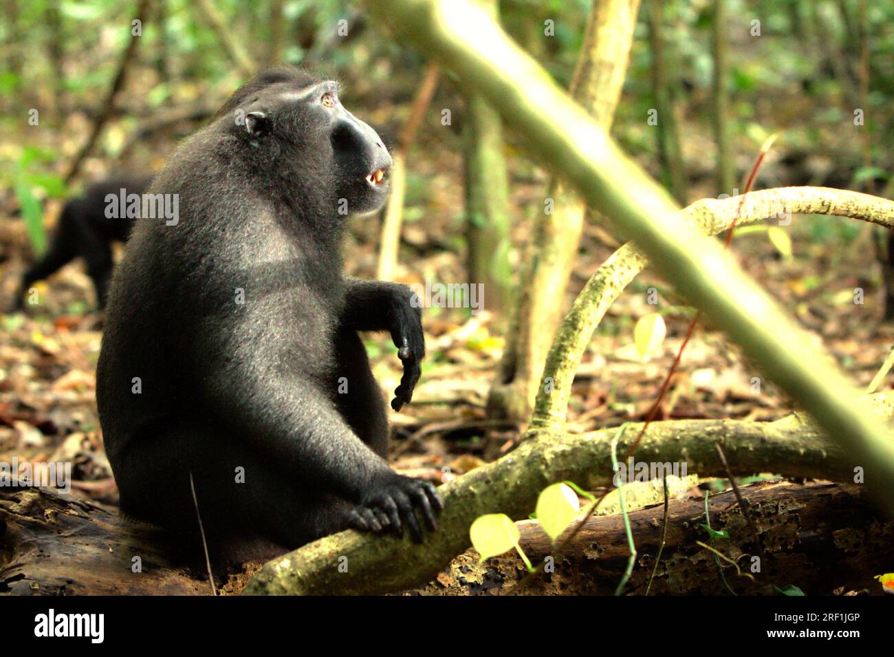 A Celebes crested macaque (Macaca nigra) looks up as it is sitting on forest floor in Tangkoko Batuangus Nature Reserve, North Sulawesi, Indonesia. The temperature increased in Tangkoko forest, and the overall fruit abundance decreased, according to a team of scientists led by Marine Joly, as published on International Journal of Primatology in July 2023. 'Between 2012 and 2020, temperatures increased by up to 0.2 degree Celsius per year in the forest, and the overall fruit abundance decreased by 1 percent per year,” they wrote. Stock Photo