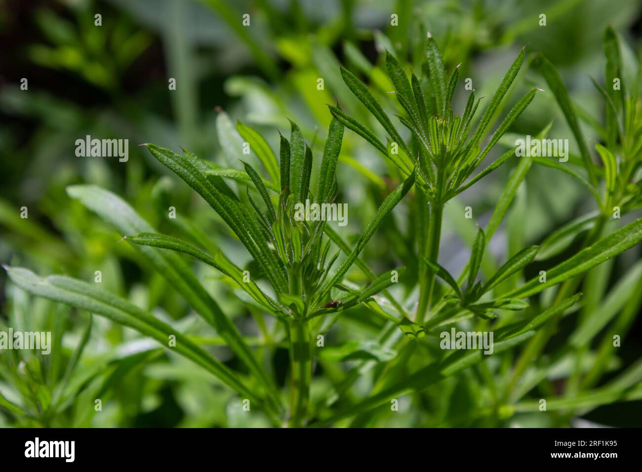 The Cleavers Galium aparine have been used in the traditional medicine