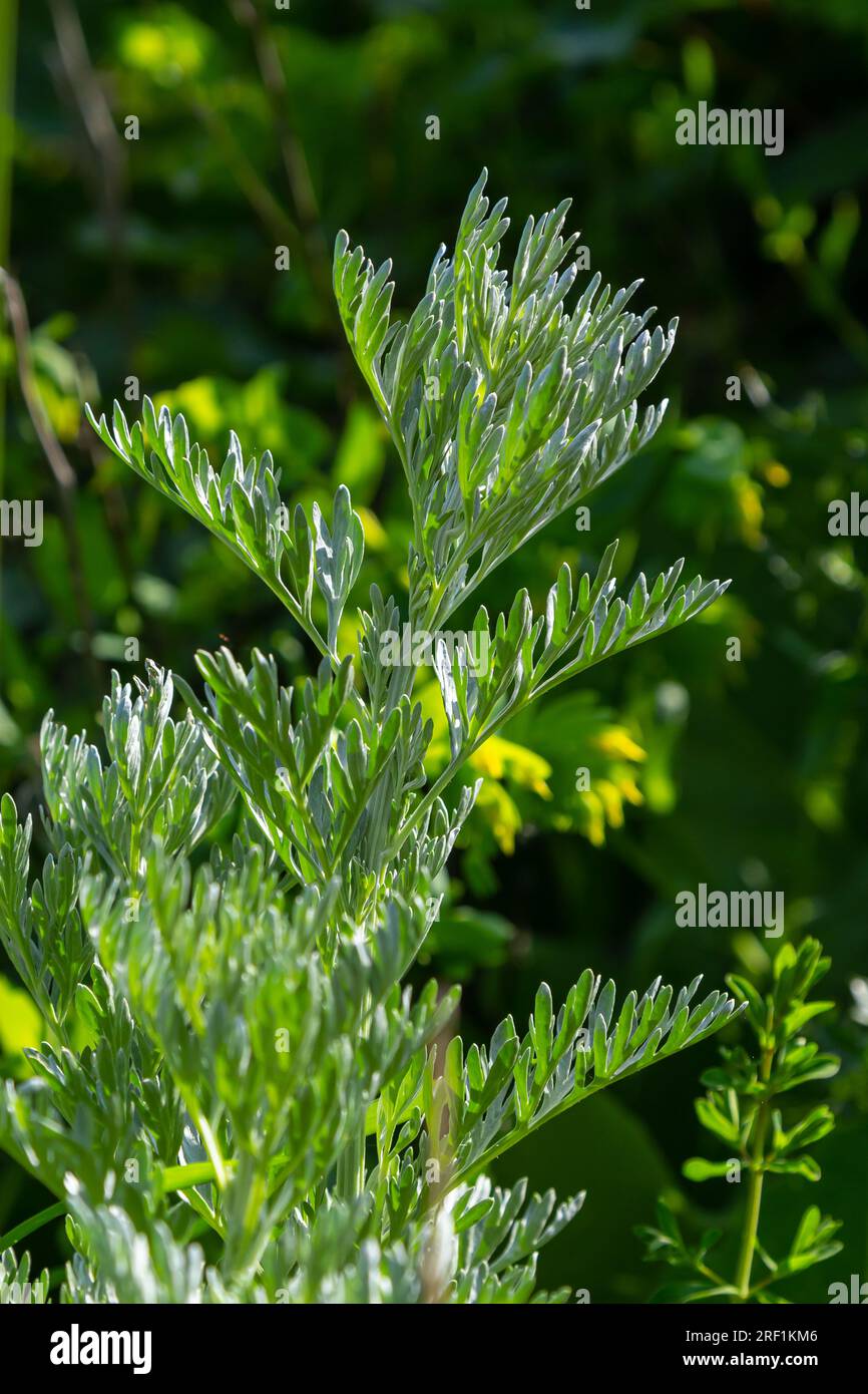 Silver green Wormwood leaves background. Artemisia absinthium, absinthe  wormwood plant in herbal kitchen garden, close up, macro Stock Photo - Alamy