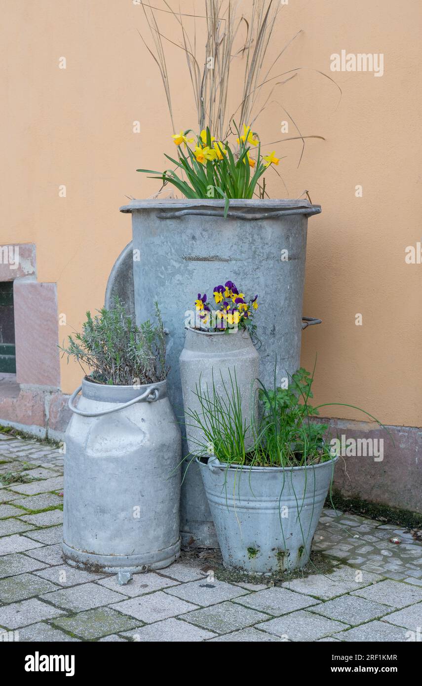 Garbage can and milk can planted with flowers Stock Photo