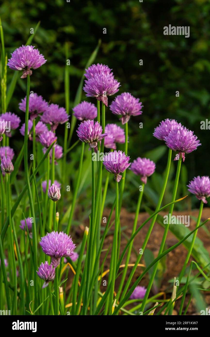 Close up view of emerging purple buds and blossoms on edible chives plants allium schoenoprasum. Stock Photo