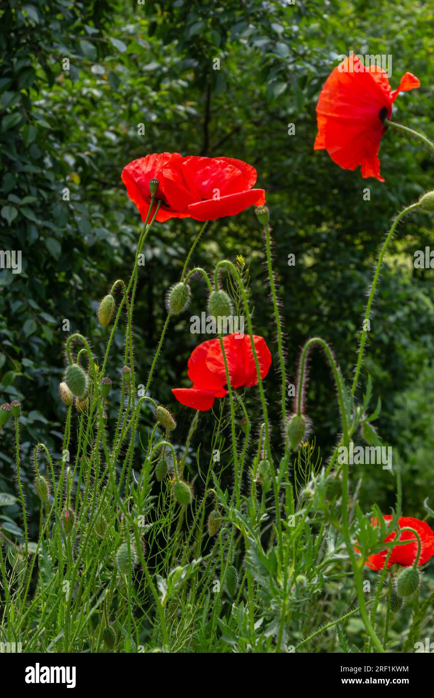 Papaver rhoeas or common poppy, red poppy is an annual herbaceous flowering plant in the poppy family, Papaveraceae, with red petals. Stock Photo