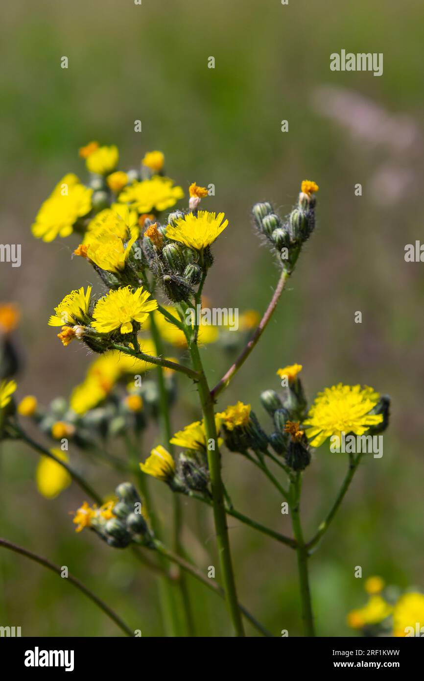Bright yellow Pilosella caespitosa or Meadow Hawkweed flower, close up. Hieracium pratense Tausch or Yellow King Devil is tall, flowering, wild plant, Stock Photo