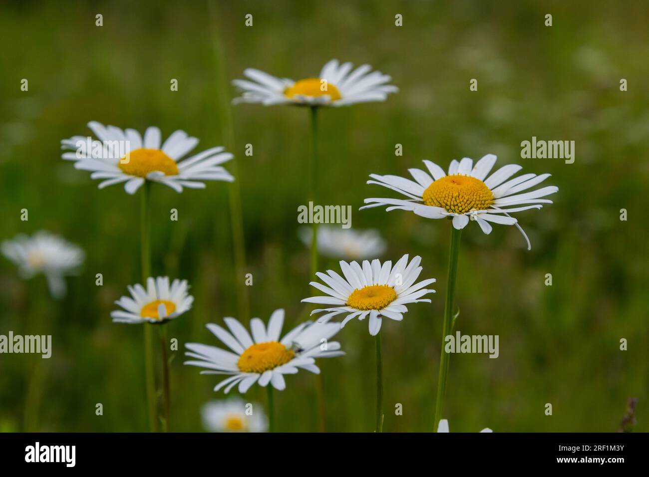 Wild daisy flowers growing on meadow, white chamomiles. Oxeye daisy, Leucanthemum vulgare