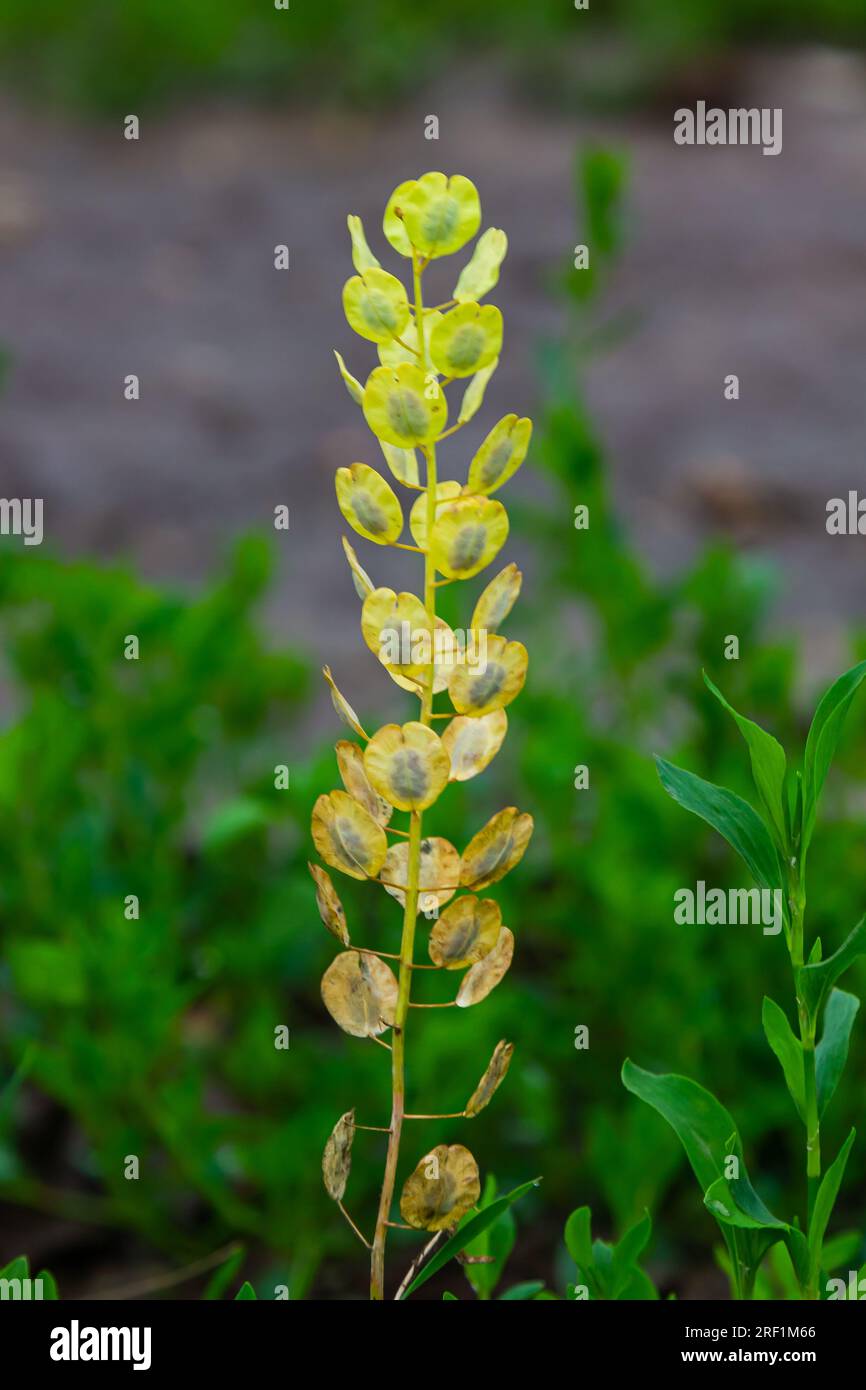 Field pennycress, Thlaspi arvense is an edible plant used in salads