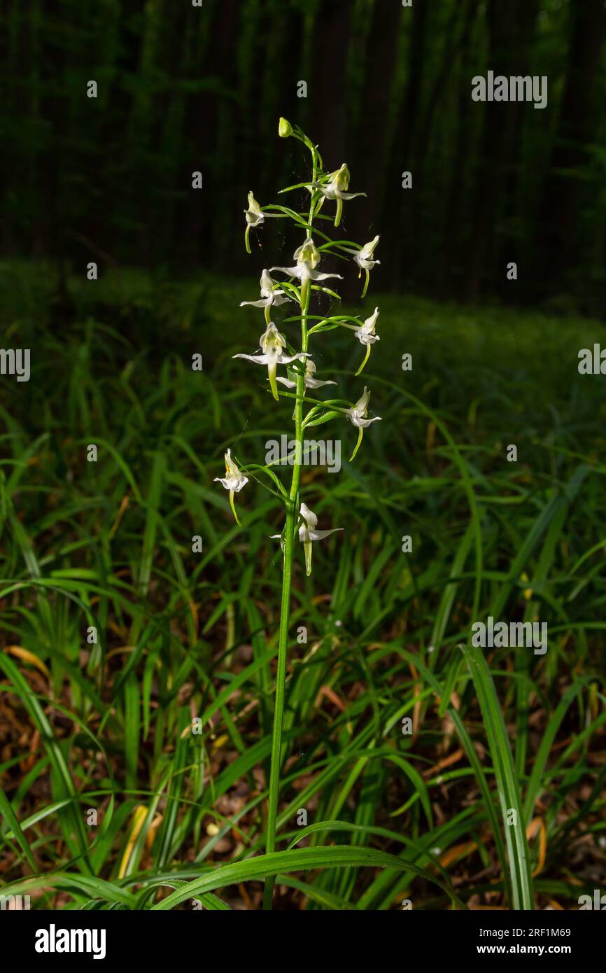Platanthera bifolia, commonly known as the lesser butterflyorchid is a