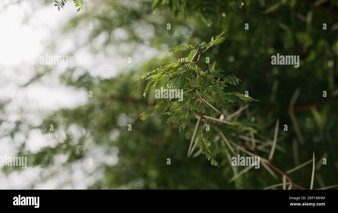 closeup photo of acacia spikes, wide Stock Photo