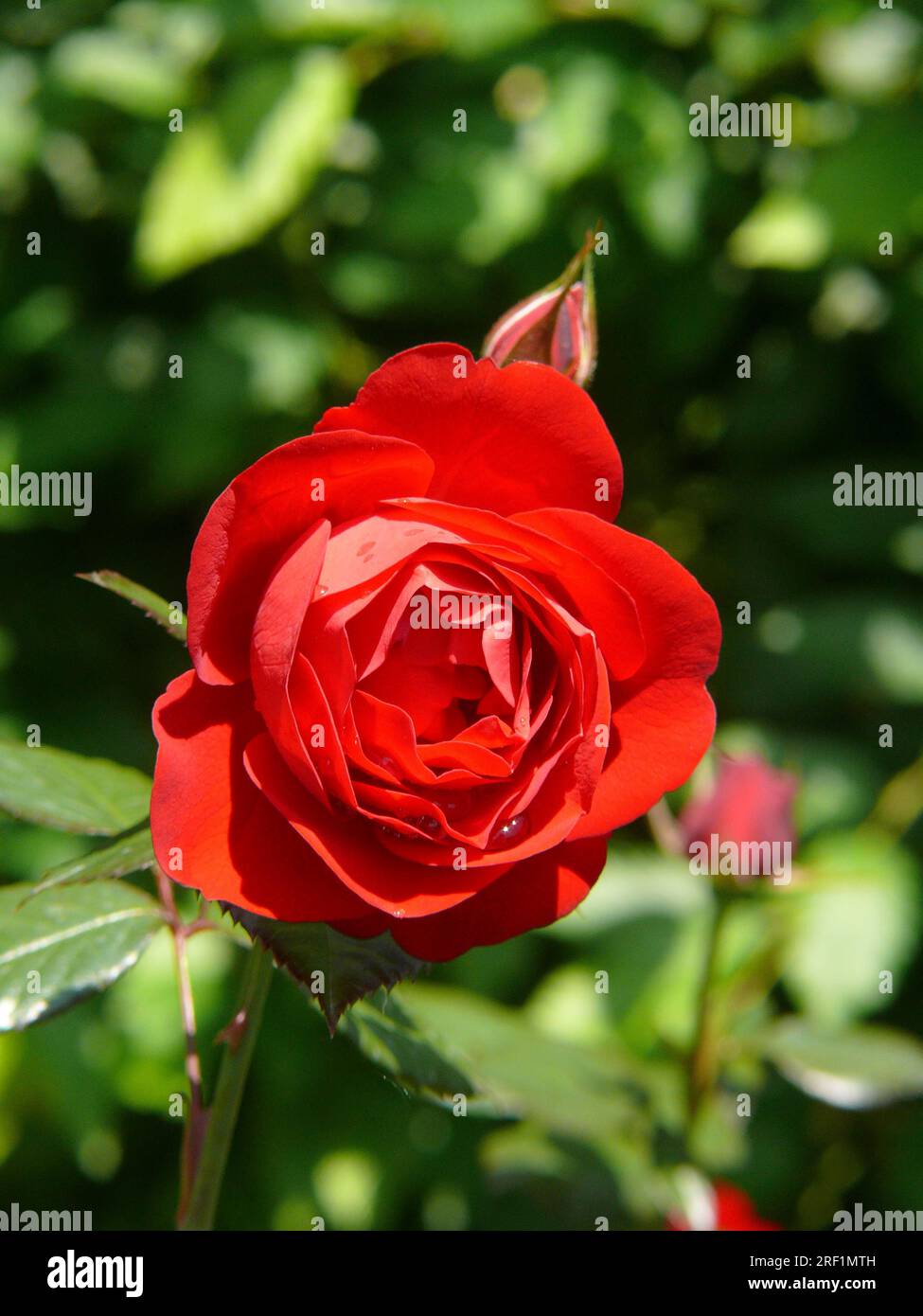Red Rose, Kronborg Stock Photo - Alamy