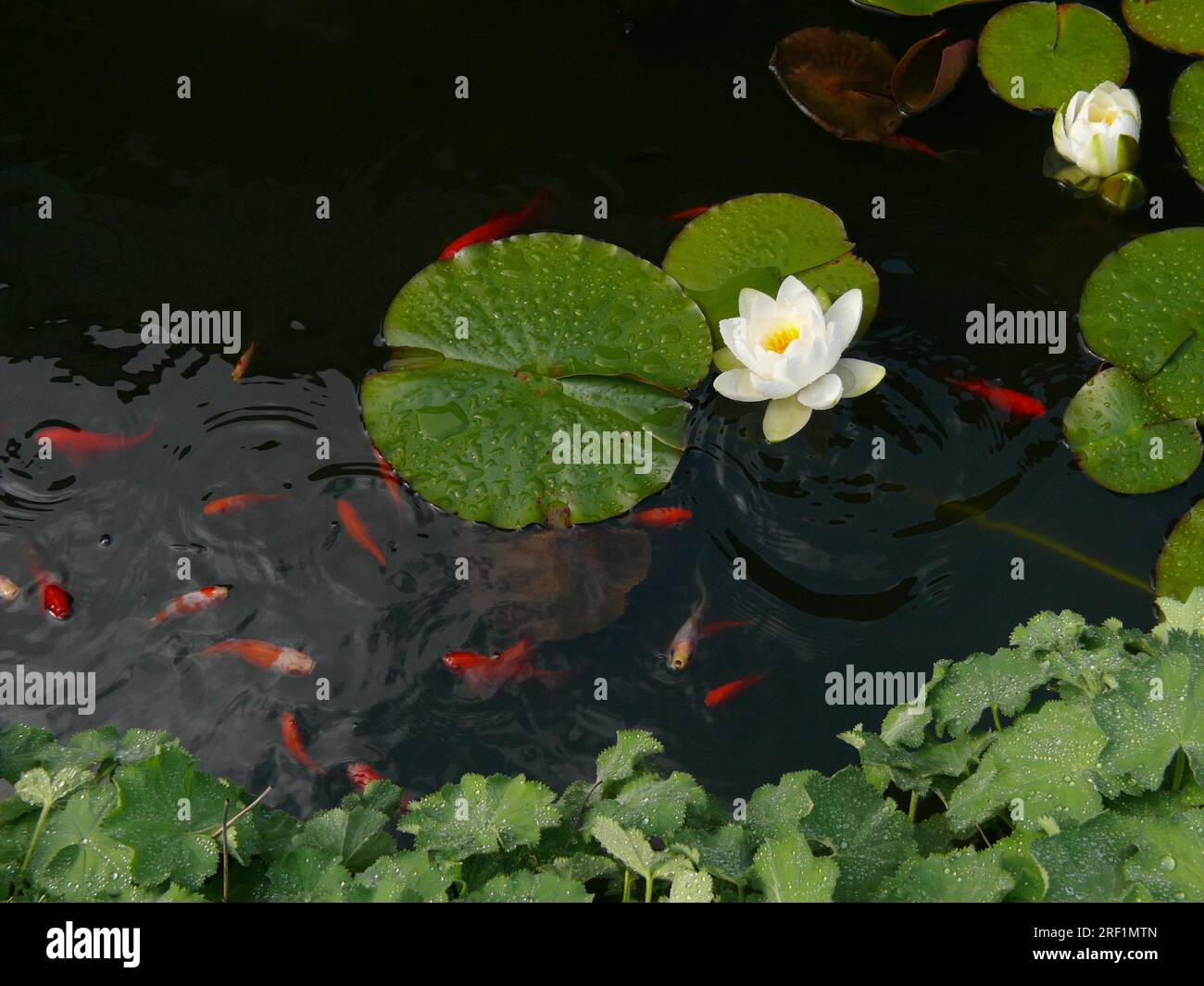 White water lily in garden pond with goldfish, goldfish pond, goldfish (Carassius auratus auratus) Stock Photo