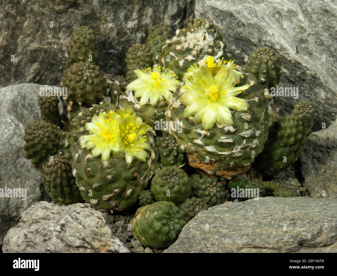 Copiapoa hypogaea, native country: Chile Stock Photo