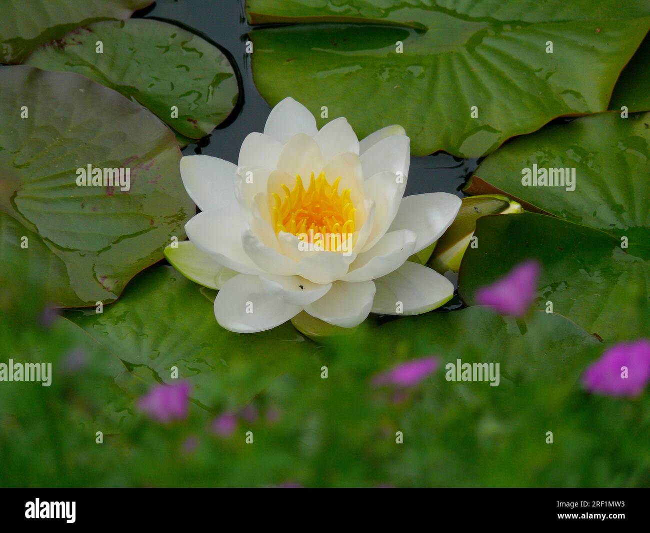 White Water Lily in the Garden Pond Stock Photo