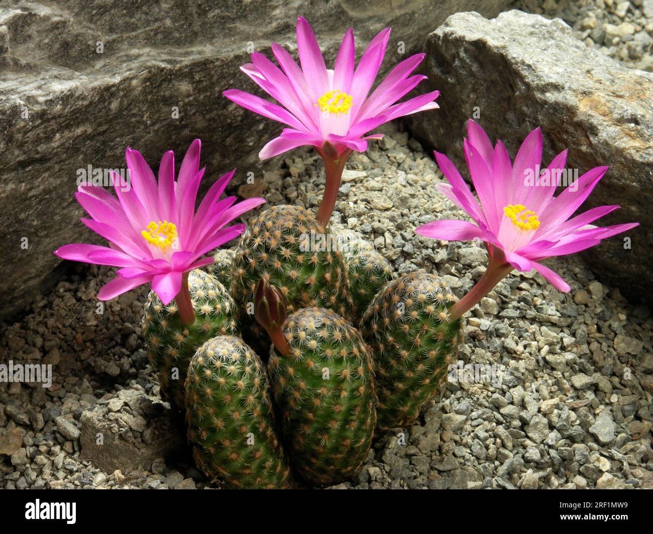 Mammillaria cactus hi-res stock photography and images - Alamy