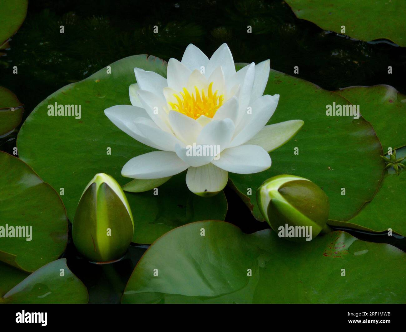 White water lily with bud in the garden pond Stock Photo