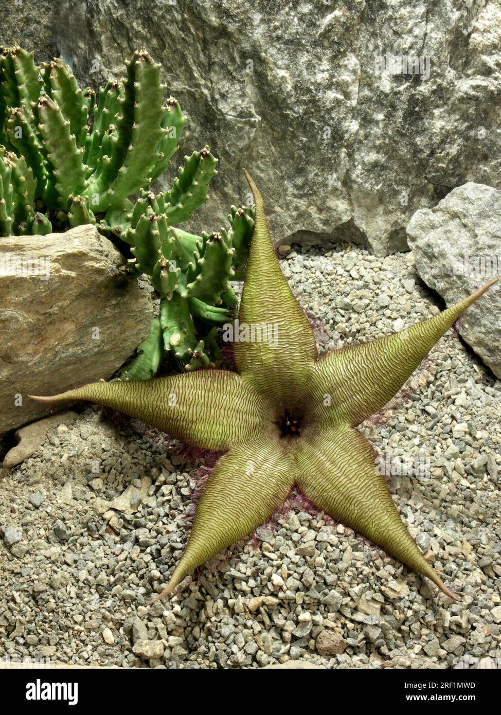 Stapelia schinzii carrion flower, 20cm flower diameter Stock Photo