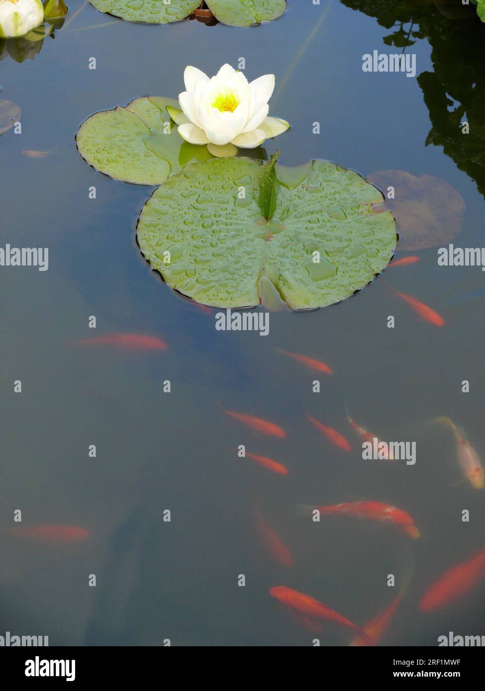 White water lily in garden pond with goldfish, goldfish pond, goldfish (Carassius auratus auratus) Stock Photo