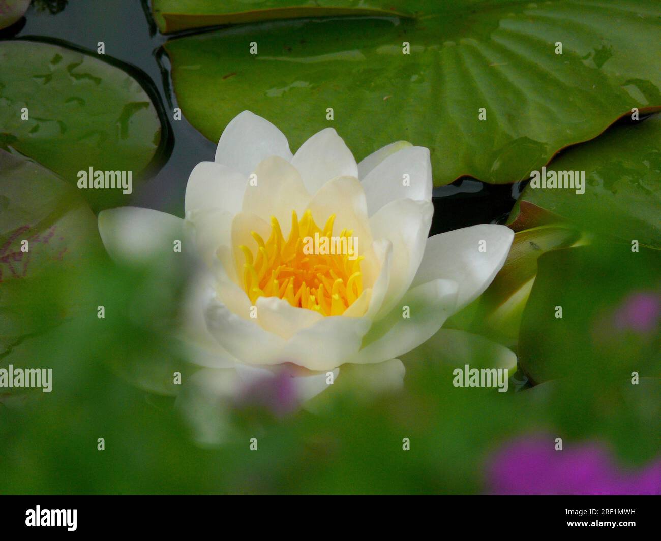 White Water Lily in the Garden Pond Stock Photo