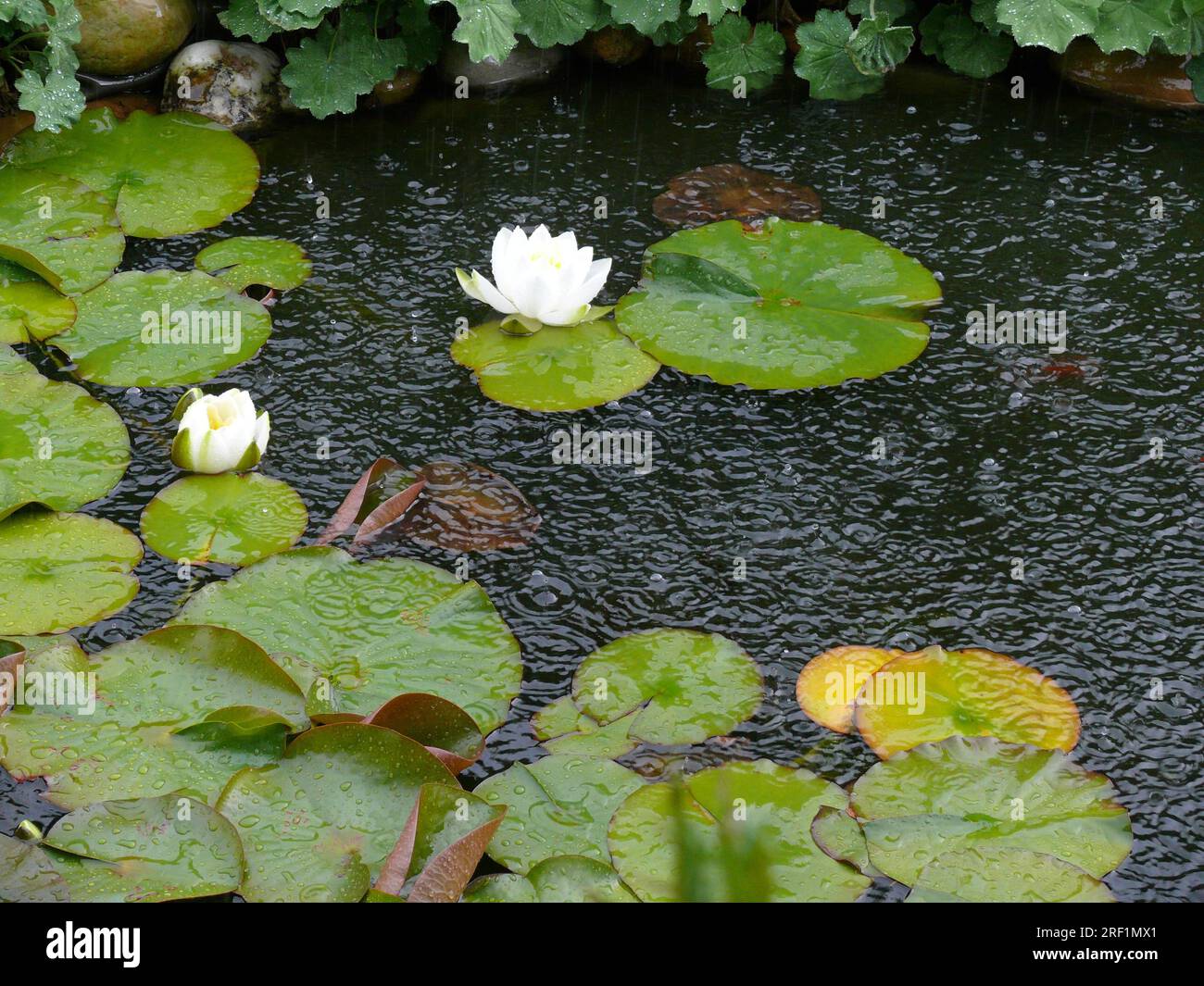 White water lily in garden pond in heavy rain, water droplets Stock Photo