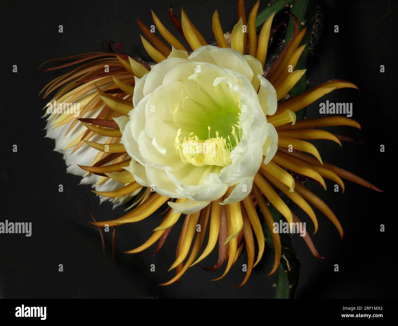 Queen of the night (Selenicereus grandiflorus) Time 22h39 Stock Photo