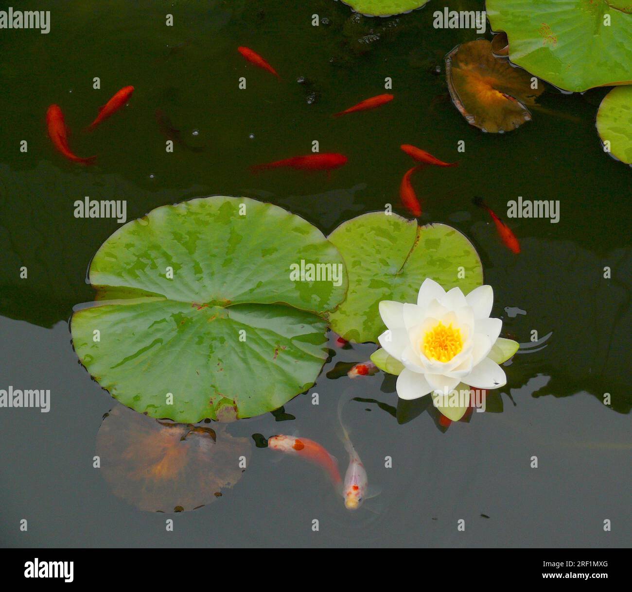 White water lily with bud in garden pond with goldfish, goldfish (Carassius auratus auratus) Stock Photo