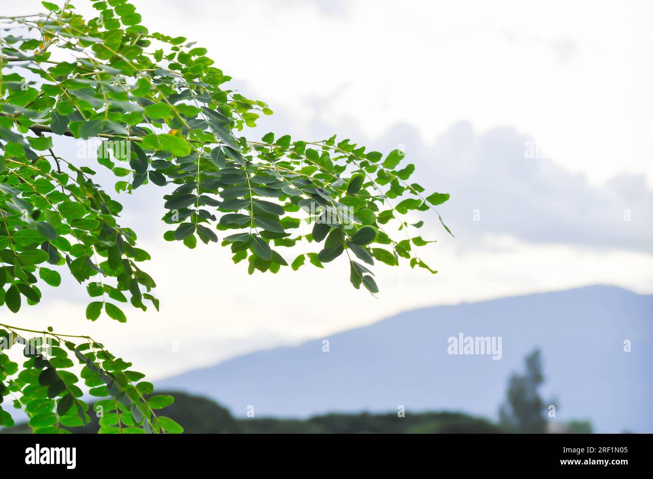 Adenanthera pavonina L or Leguminosae Mimosoideae or Red sandalwood tree or Coralwood tree or Sandalwood tree or Bead tree , sky and mountain backgrou Stock Photo