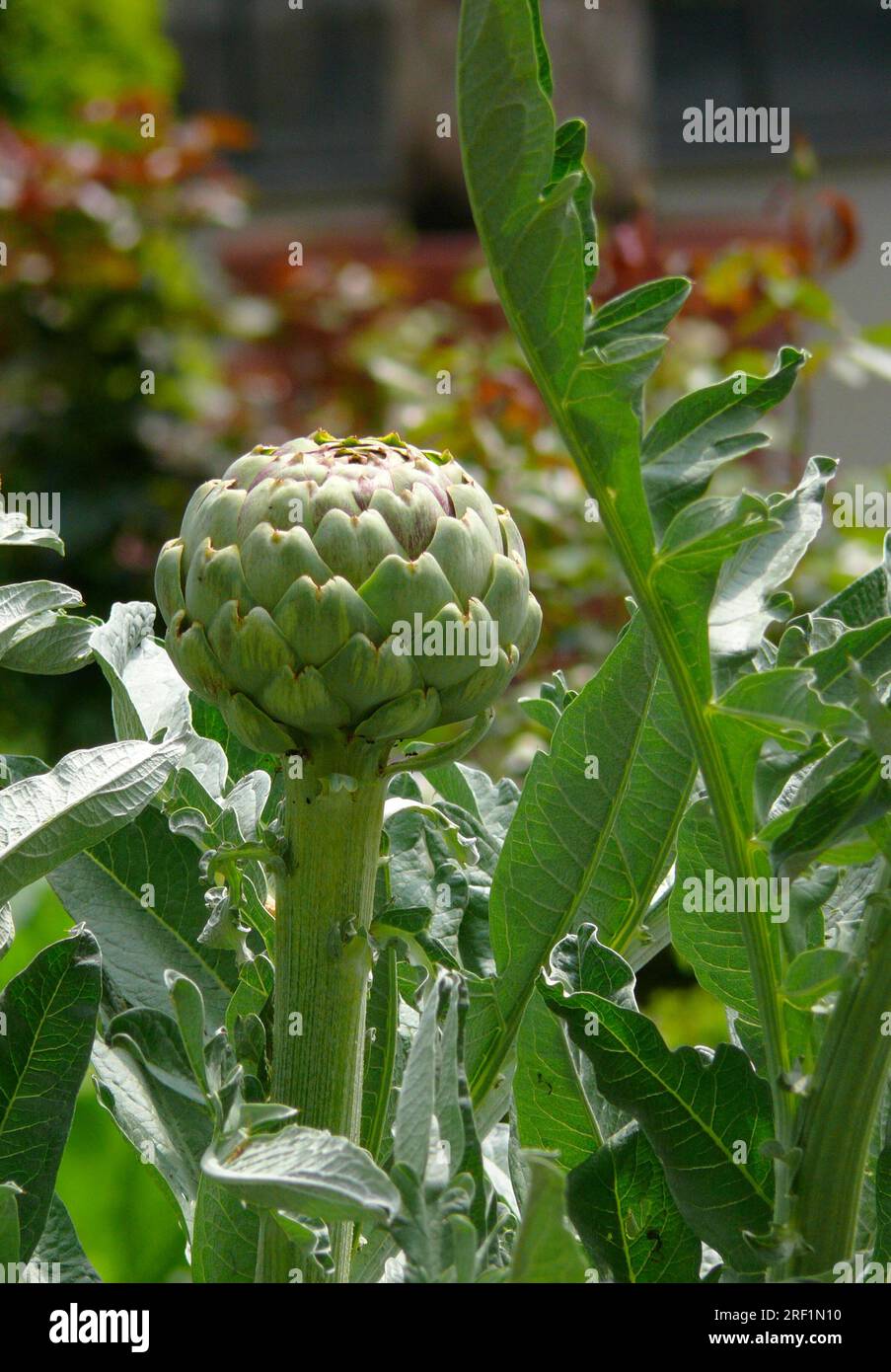 Artichoke (Cynara scolymus) in the garden, medicinal plant of the year