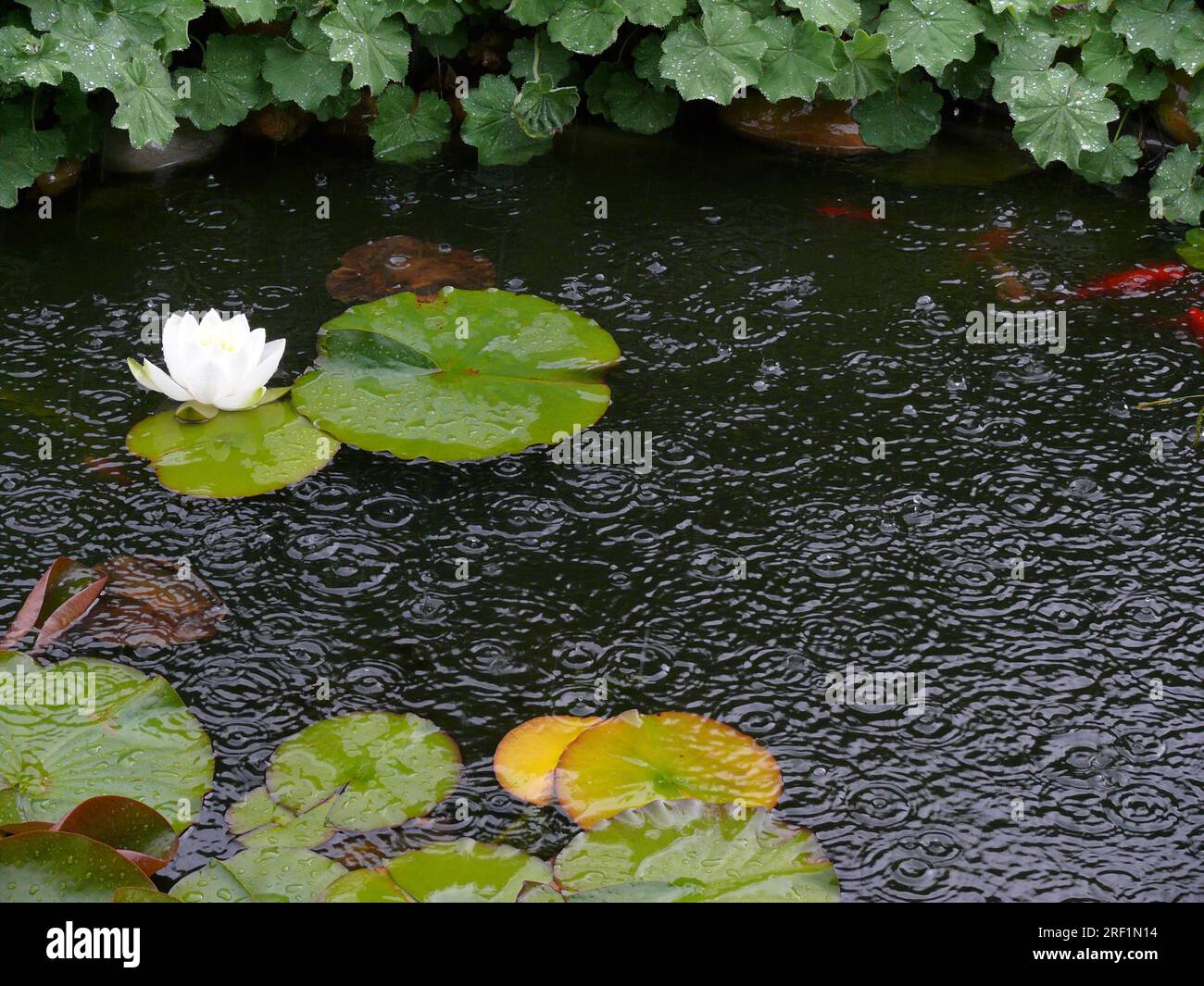 White water lily in garden pond in heavy rain, water droplets Stock Photo