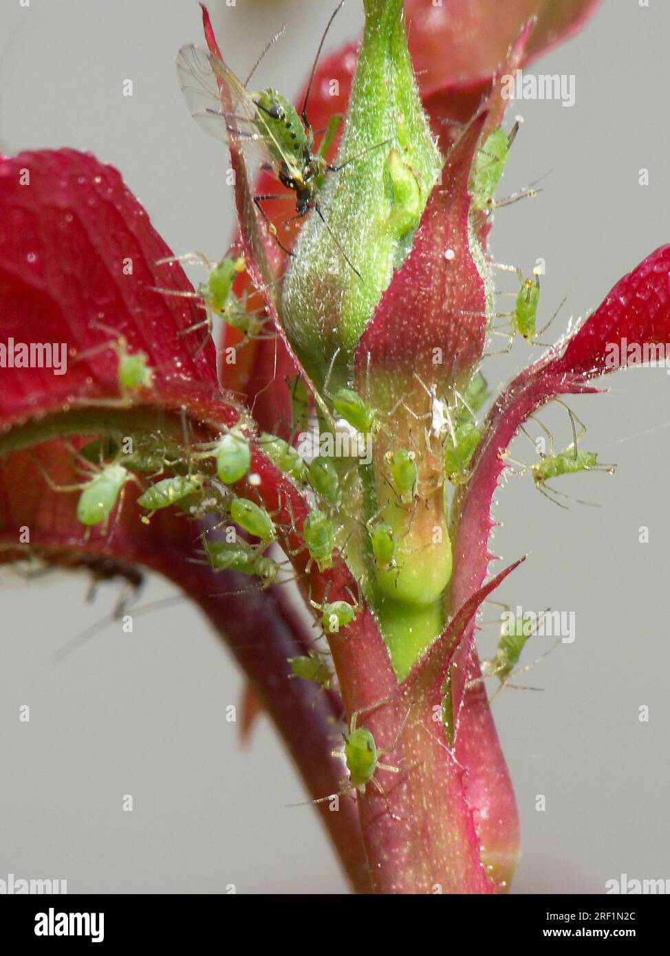 Animal flower rose plant hi-res stock photography and images - Alamy